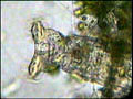 Mikroskobik Video